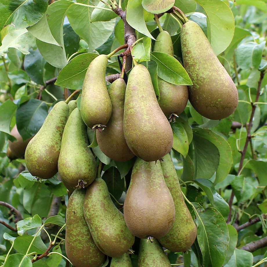 conference pear tree