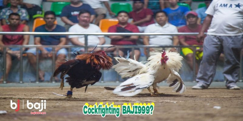 cockfightingbaji999.jpg
