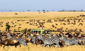 masaimaraandserengetisafaritours4.jpg