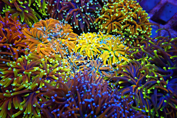 euphylliatorchcoralfragselection.jpg