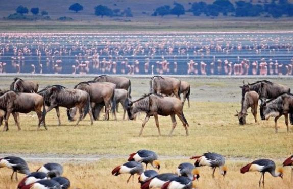 Go for the best lake manyara national park safari