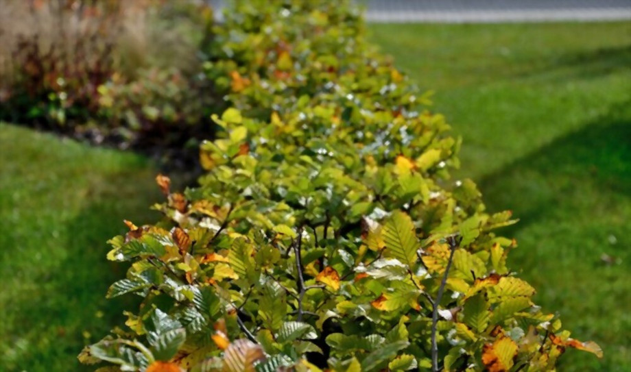 carpinusbetulushedge_2.jpg