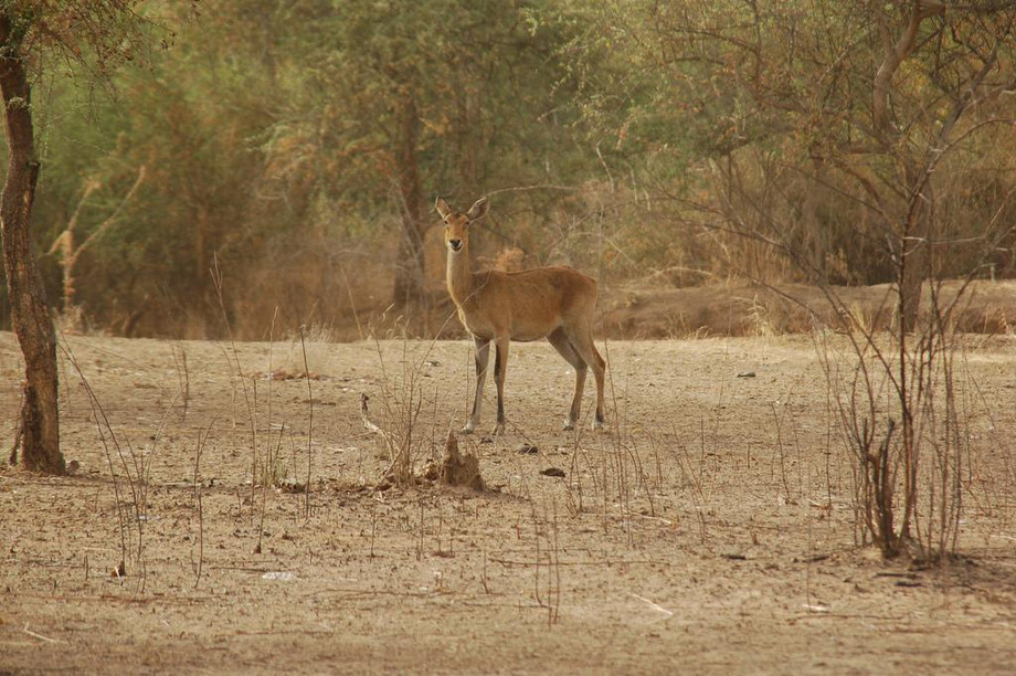 jhalanasafaripark.jpg