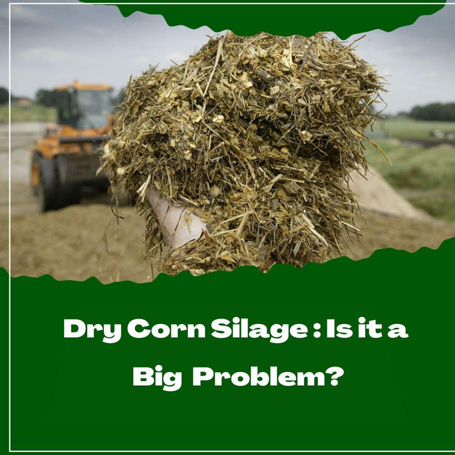 drycornsilageisitabigproblem.jpg