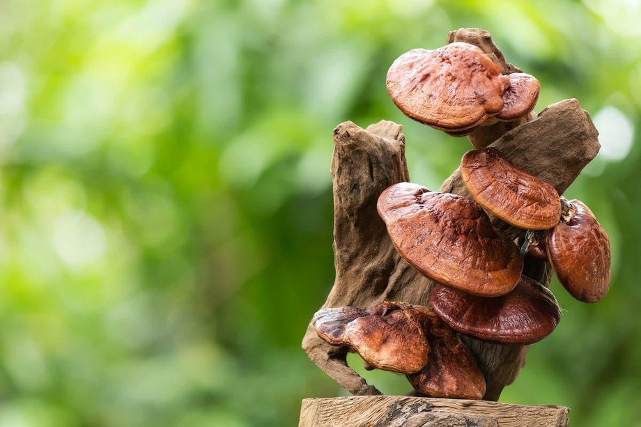 buyreishimushroom.jpg