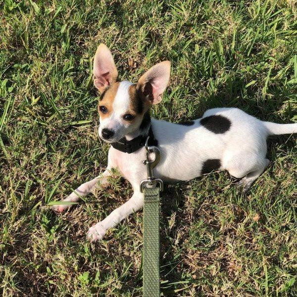 imgi_8_jojochihuahua600x6001.jpg