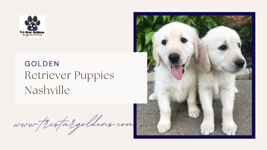 Find the Best Golden Retriever Puppies Nashville 1 goldenretrieverpuppiesnashville2.png