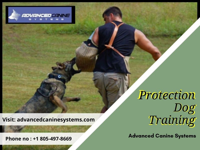 protectiondogtraining.jpg