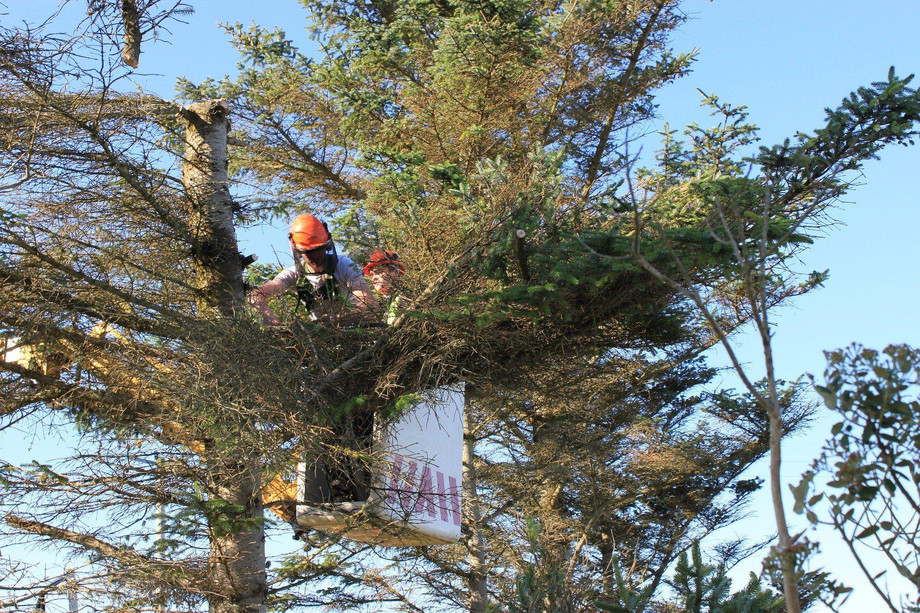 treesurgery1821157_19201920w.jpg