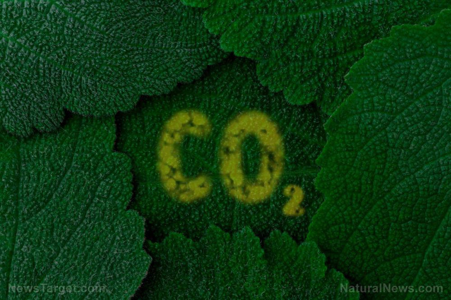 carbondioxideco2darkgreenleavesbackgroundcloseup.jpg