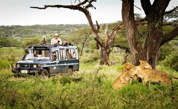 bigcatketzsafari600x369.jpg