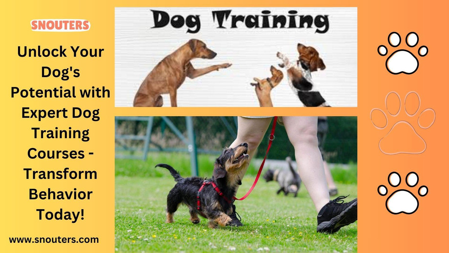 unlockyourdogspotentialwithexpertdogtrainingcoursestransformbehaviortoday.jpg
