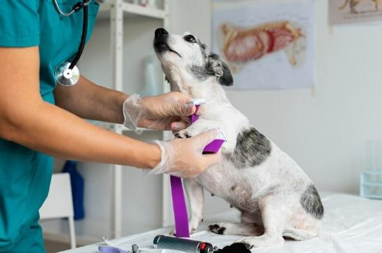 vetclinic.jpg