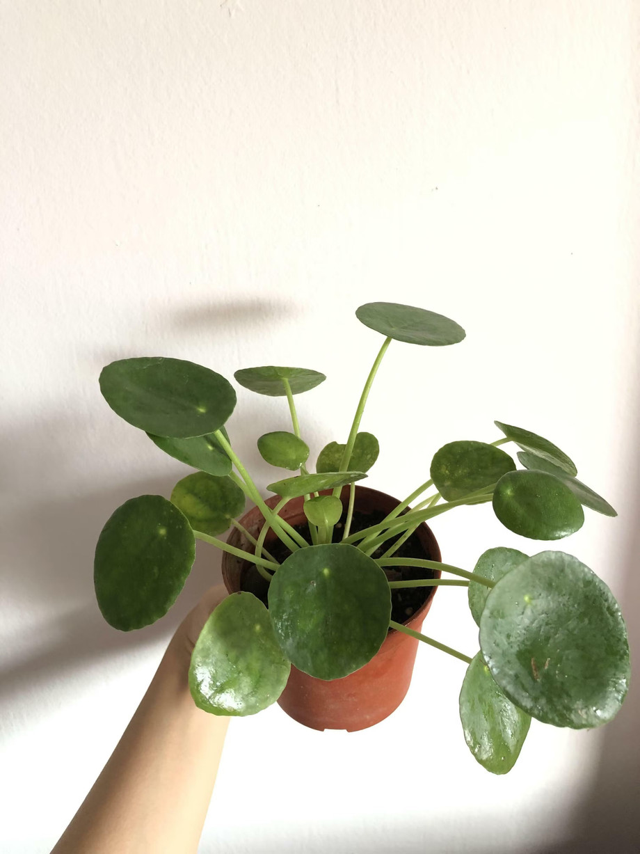 1653537694__pileapeperomioides1__original.jpeg