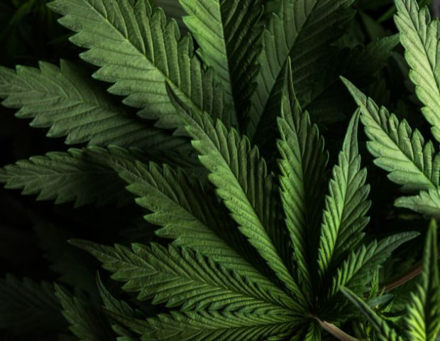 marijuanastrains.jpg