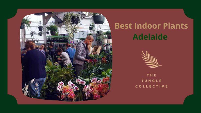 bestindoorplantsadelaidethejunglecollective.png