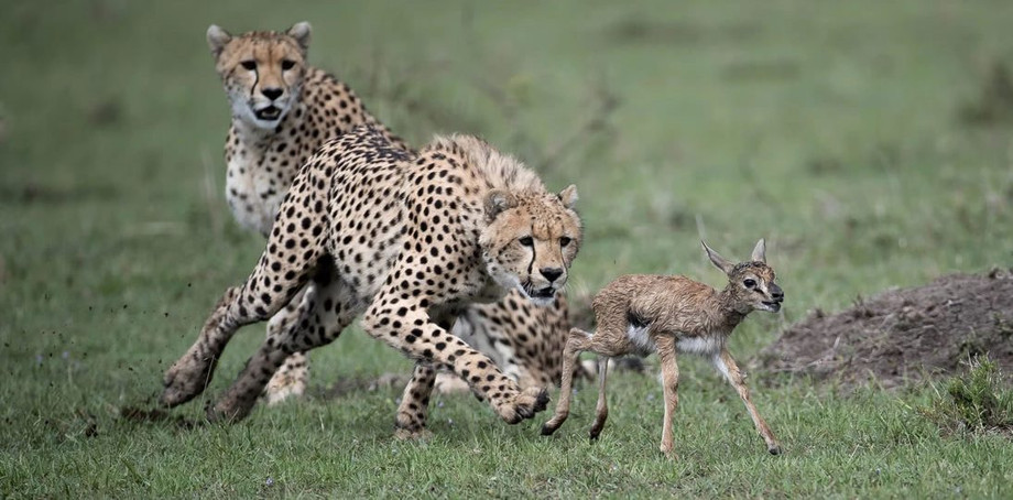 Discover Best Kenya Safari Packages Through Wildlife And Maasai Culture