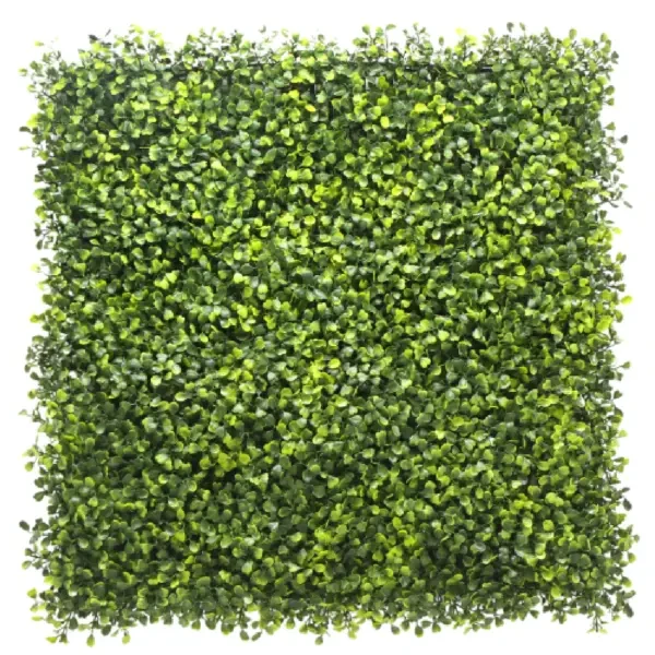 boxwood600x600.webp