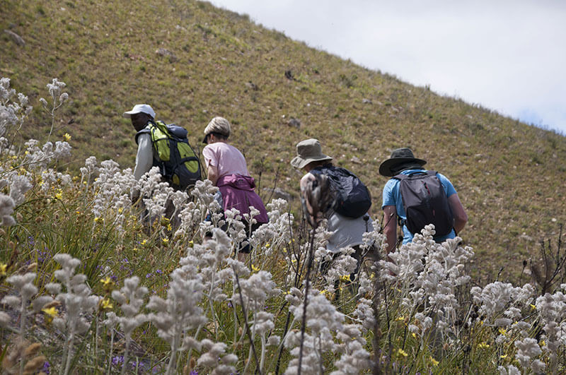 greenmountaintrailwalkingthroughthefynbos.jpg