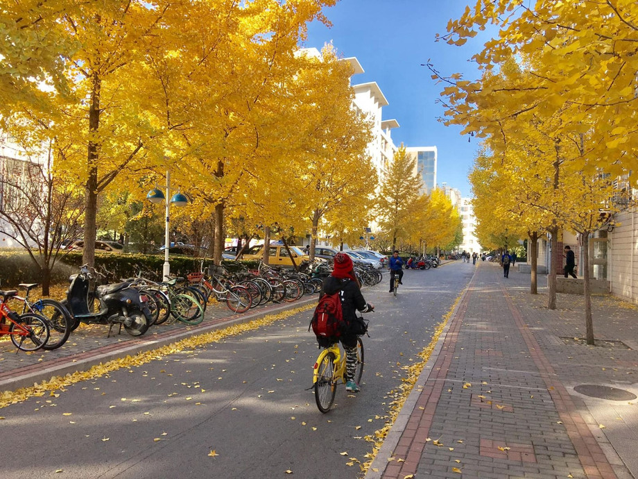 Mùa Thu Thượng Hải – Vẻ Đẹp Lãng Mạn Giữa Thành Phố Hiện Đại