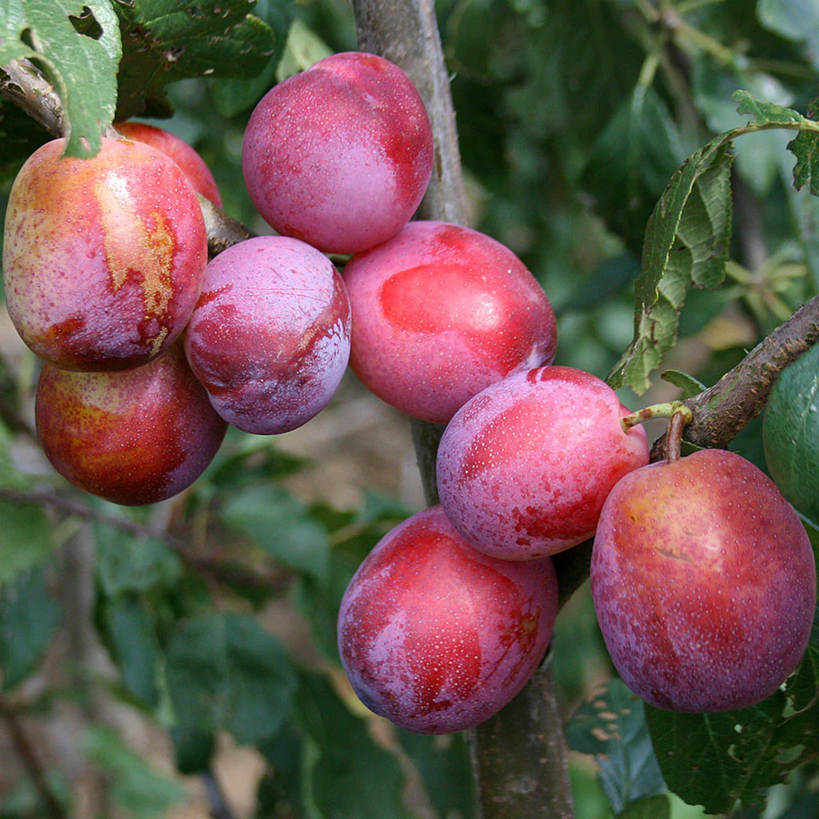 fruit trees for sale