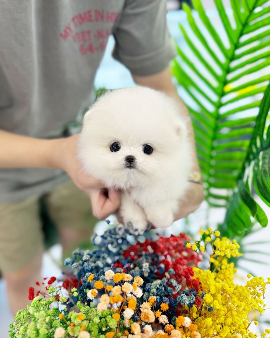 pomeranianforadoption4.jpg