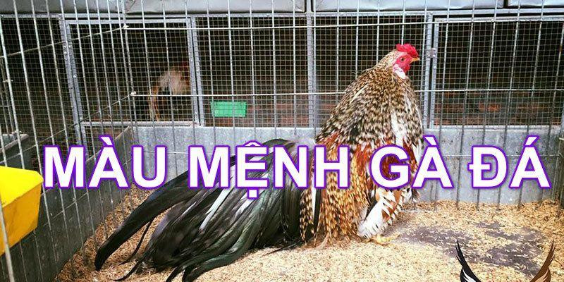 maumanggadahomnay1.jpg