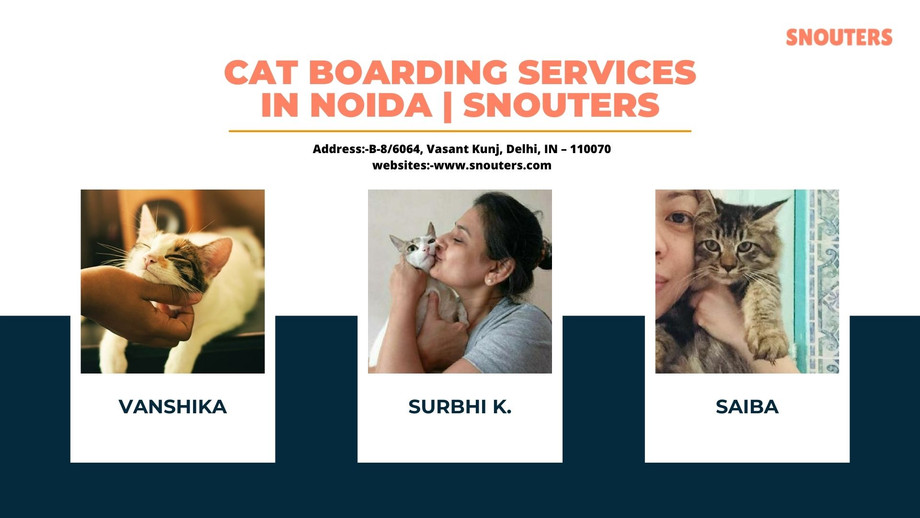 catboardingservicesinnoidasnouters.jpg
