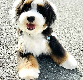 bernedoodleregistrationbreedregistry.jpeg
