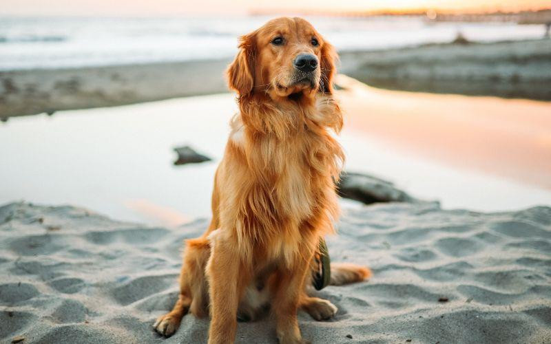 goldenretriever.jpg