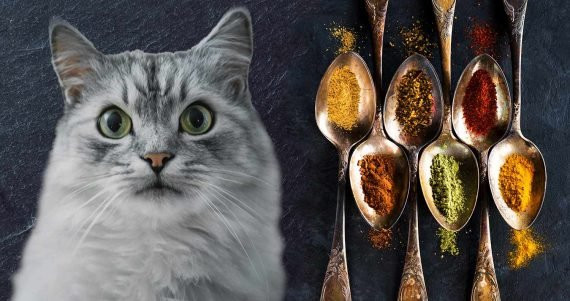 cancatseatspicyfood570x301.jpg