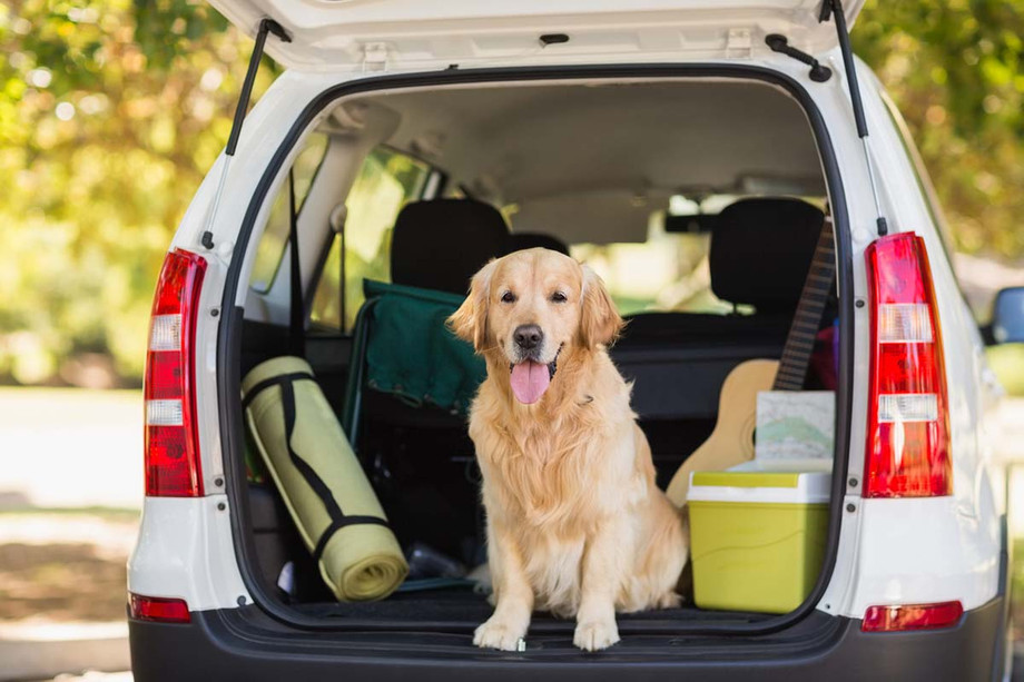 dogcartravel.jpg