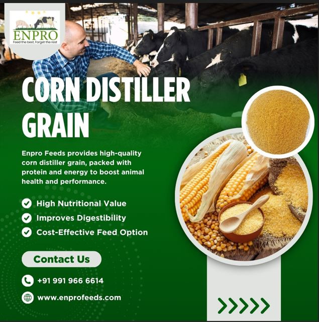 corndistillersgrain.jpg