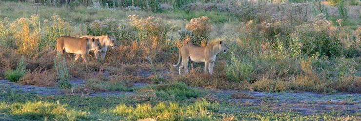 lioness_botswana1.jpg