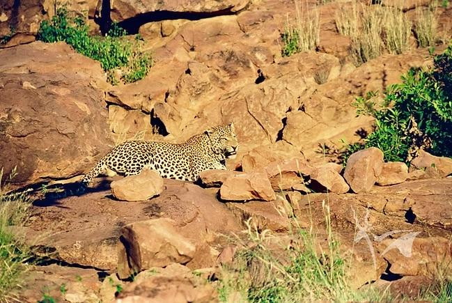 africananimalphotos.jpg