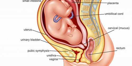 pregnancychildbirthpelvicfloordysfunctionurogynecologistchennai500x250.jpg