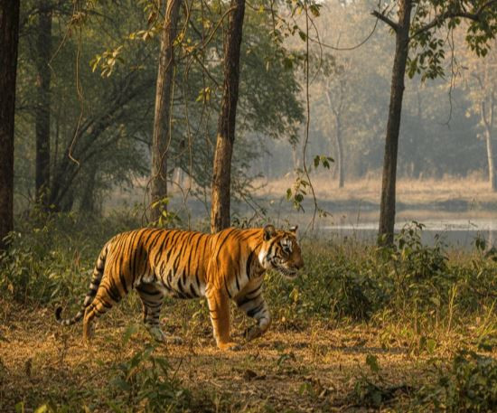 Kaziranga National Park Safari Tours: A Wild Escape Into India’s Untamed Beauty
