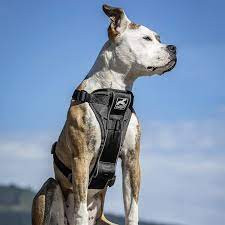 dogharnessformediumdogs.jpg