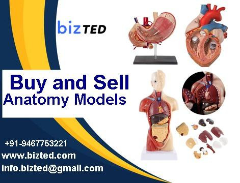 anatomymodelsmanufacturerandsupplier.jpg