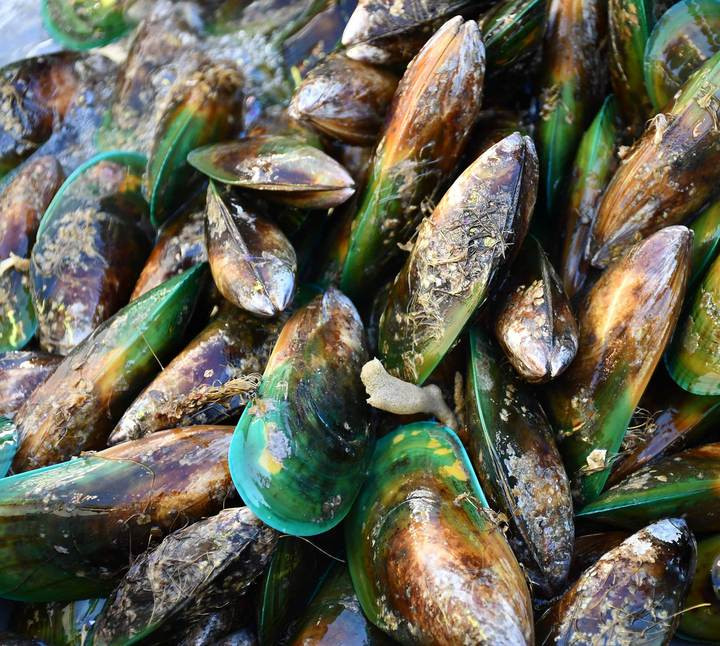 greenlippedmussel.jpg