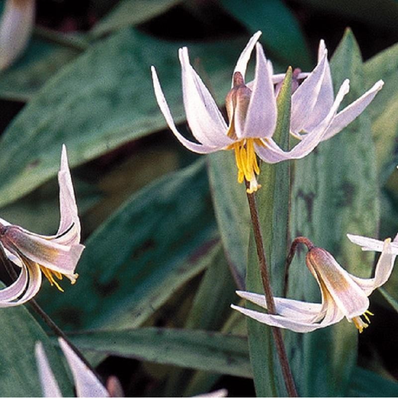 springflowers.jpg