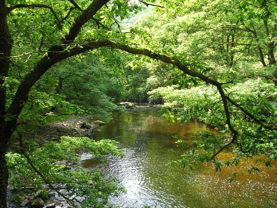 treeriver3.jpg