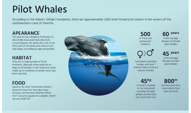 whalewatchingtenerifewhaleanddolphintripwhalewatchingtrip6.PNG