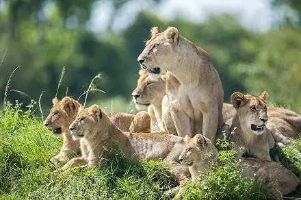 safari_experience__family_safaris2_70_sharpen_440w_230h1.webp