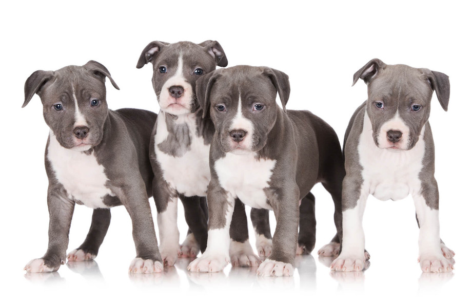 2361561600x1030bluepitbullpuppies.jpg