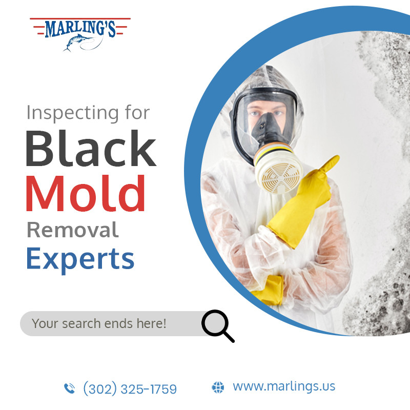 blackmoldremovalexperts.jpg