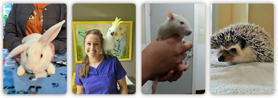 villageanimalhospitalgallery0041152w1150x4051440w.jpg