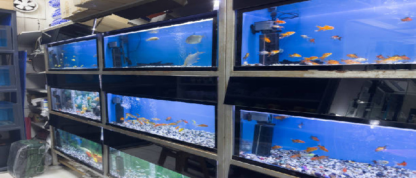 aquariumshopinraipur.jpg