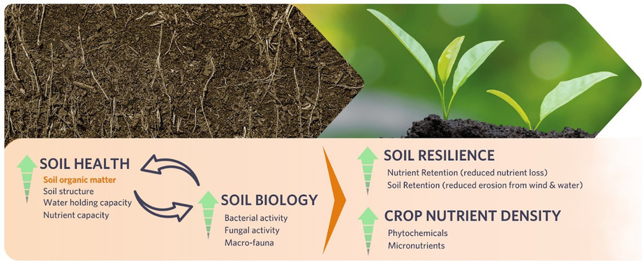 importanceofsoilenhancersforindiansoilsandcropgrowth.jpg