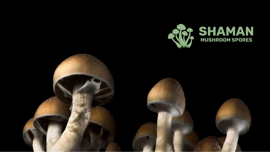 shamanmushroomsporesyoutube002.jpg